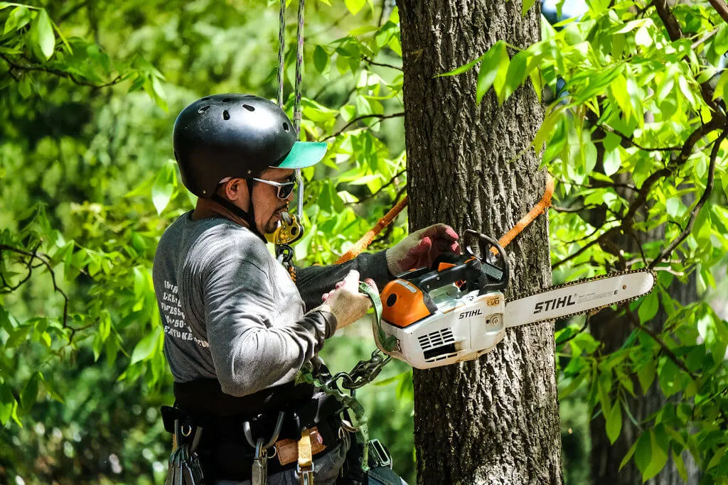 Arborist wearing helmet and safety gear operating a Stihl chainsaw to cut a tree trunk surrounded by green leaves. Professional arborist from EastLake Tree Services working on Atlanta property.