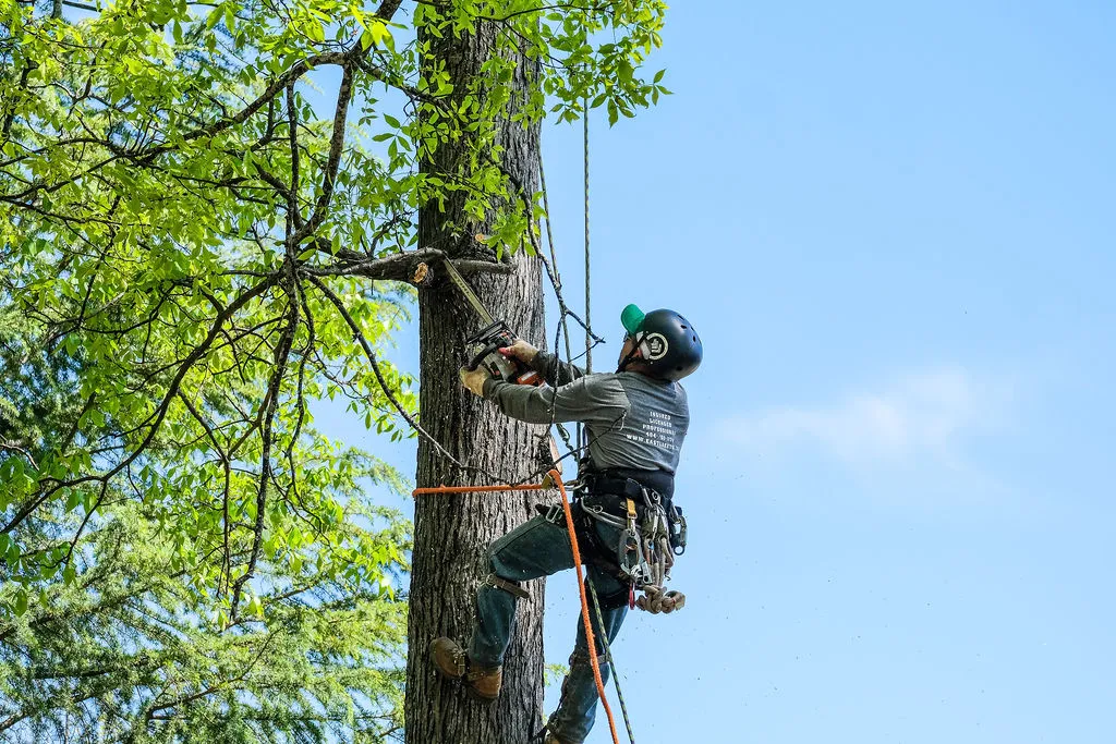 Professional Arborist from EastLake Tree Services working on Atlanta property. He is wearing safety gear using a chainsaw to trim tree branches on a sunny day.