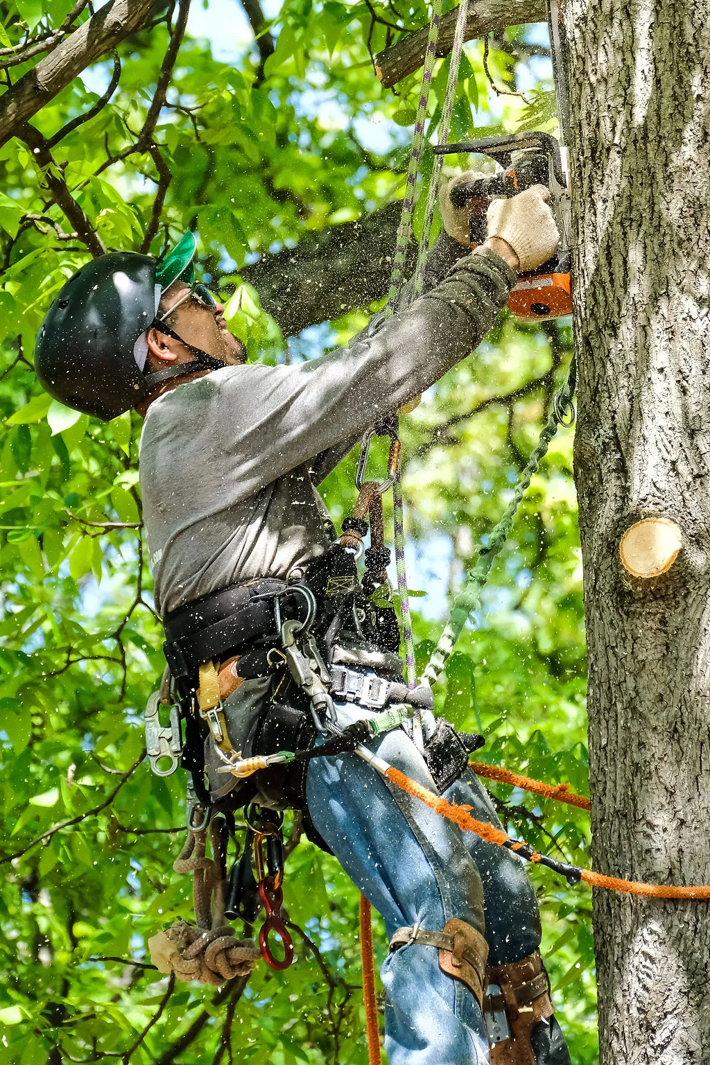 insured tree expert working on Atlanta property