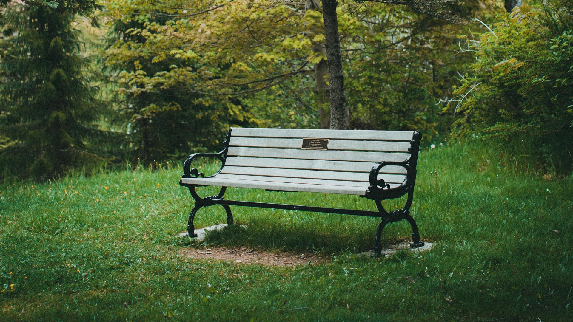 A wooden bench in a wooded park.