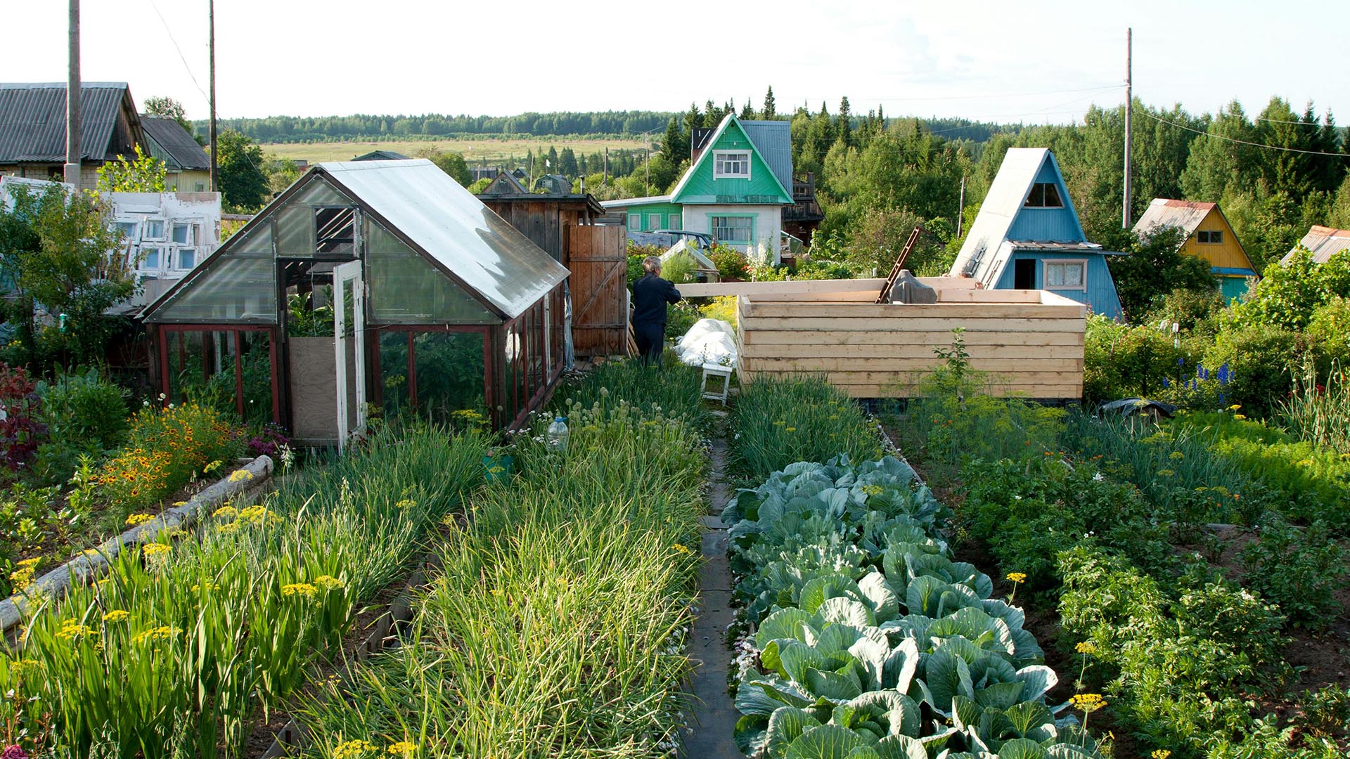 A rural vegetable garden with greenhouses.
