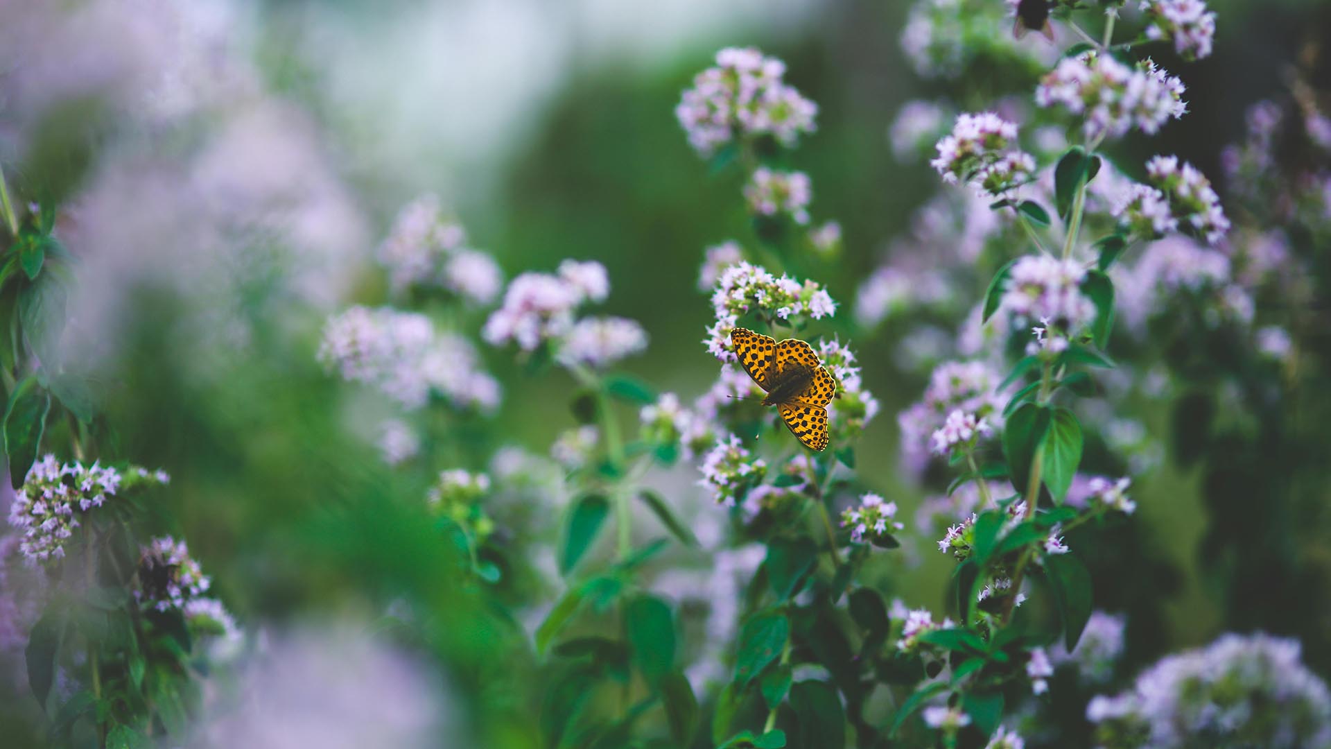 A butterfly on mint flowers.