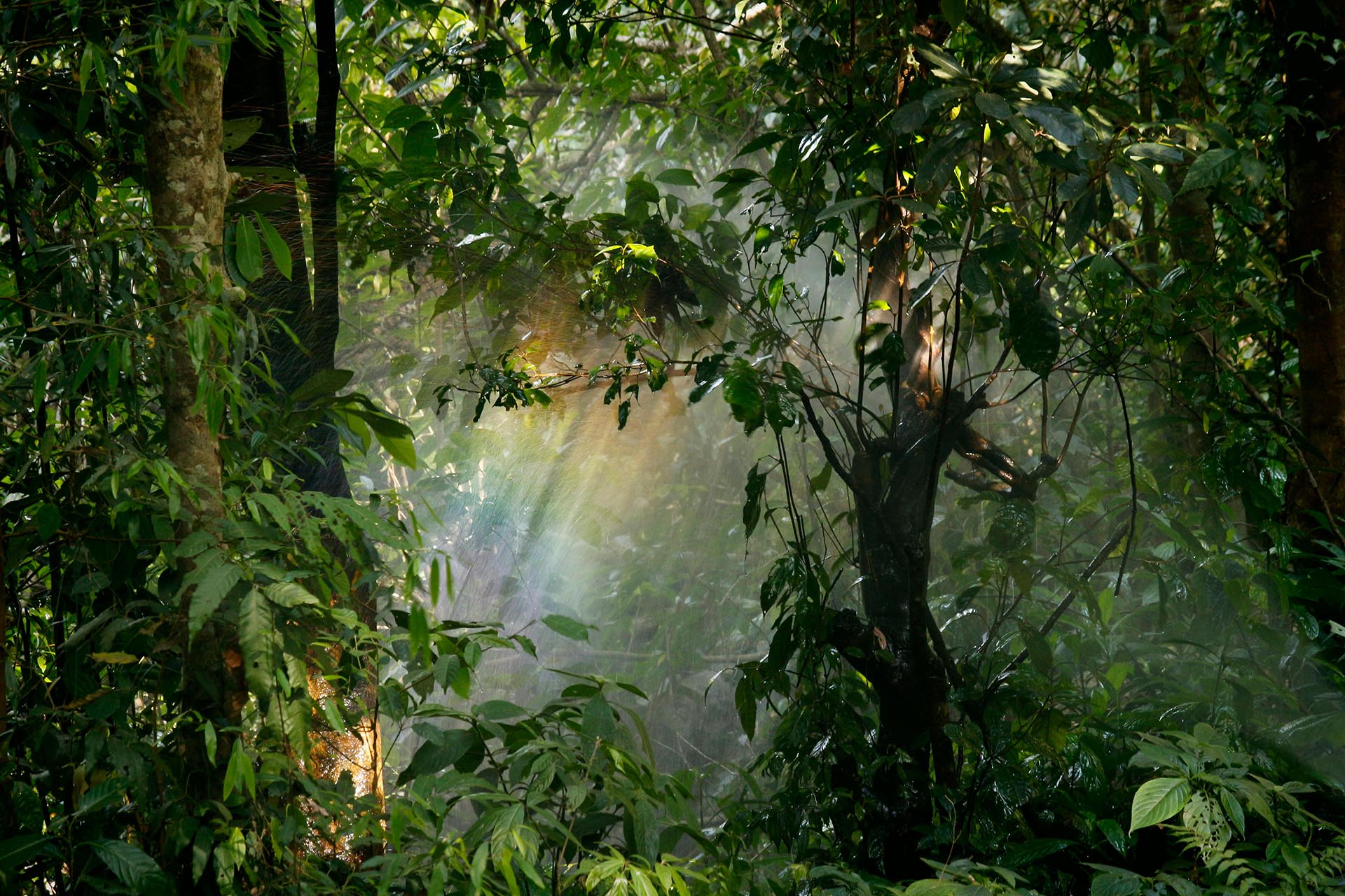 A photo of a lush rainforest.