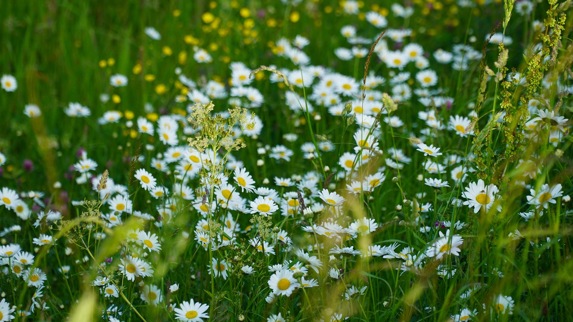 A photo of chamomile flowers in a meadow.