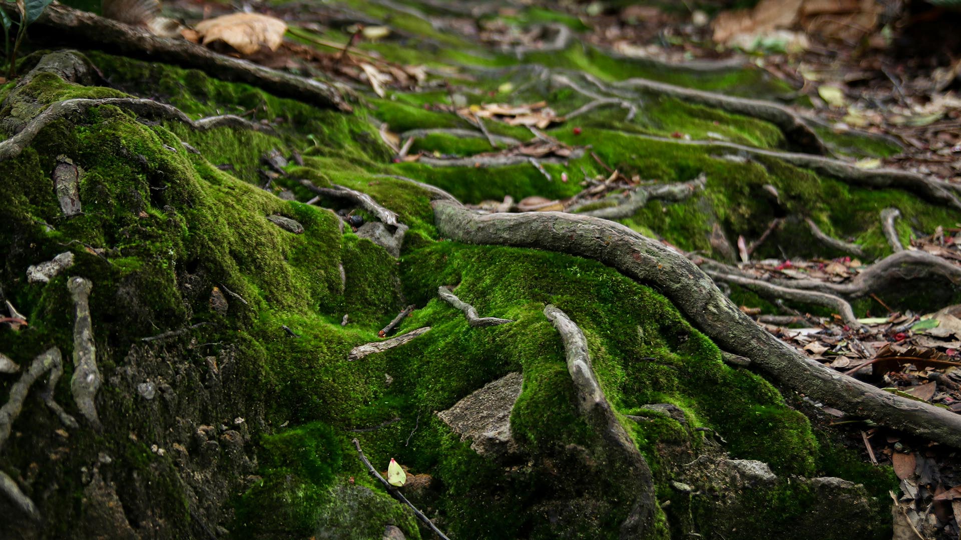 A photo of moss-covered tree roots in a forest.