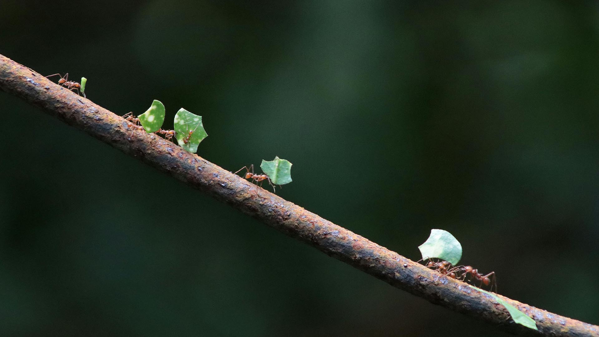 A photo of leafcutter ants carrying leaves on a branch.