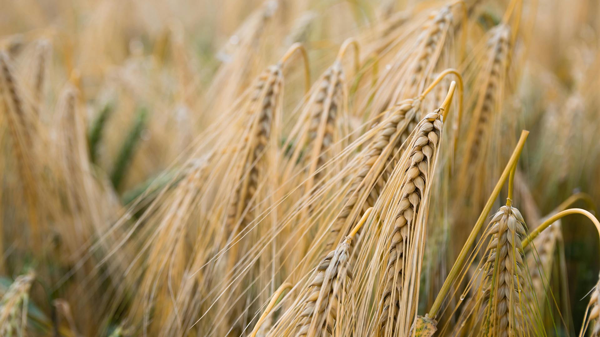 A photo of wheat grains drying in a field.
