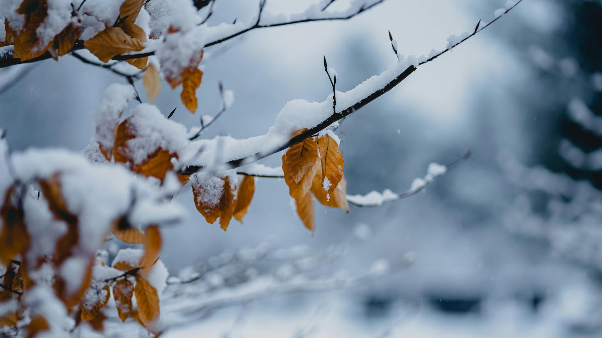 A photo of a snow-covered tree branch in winter.