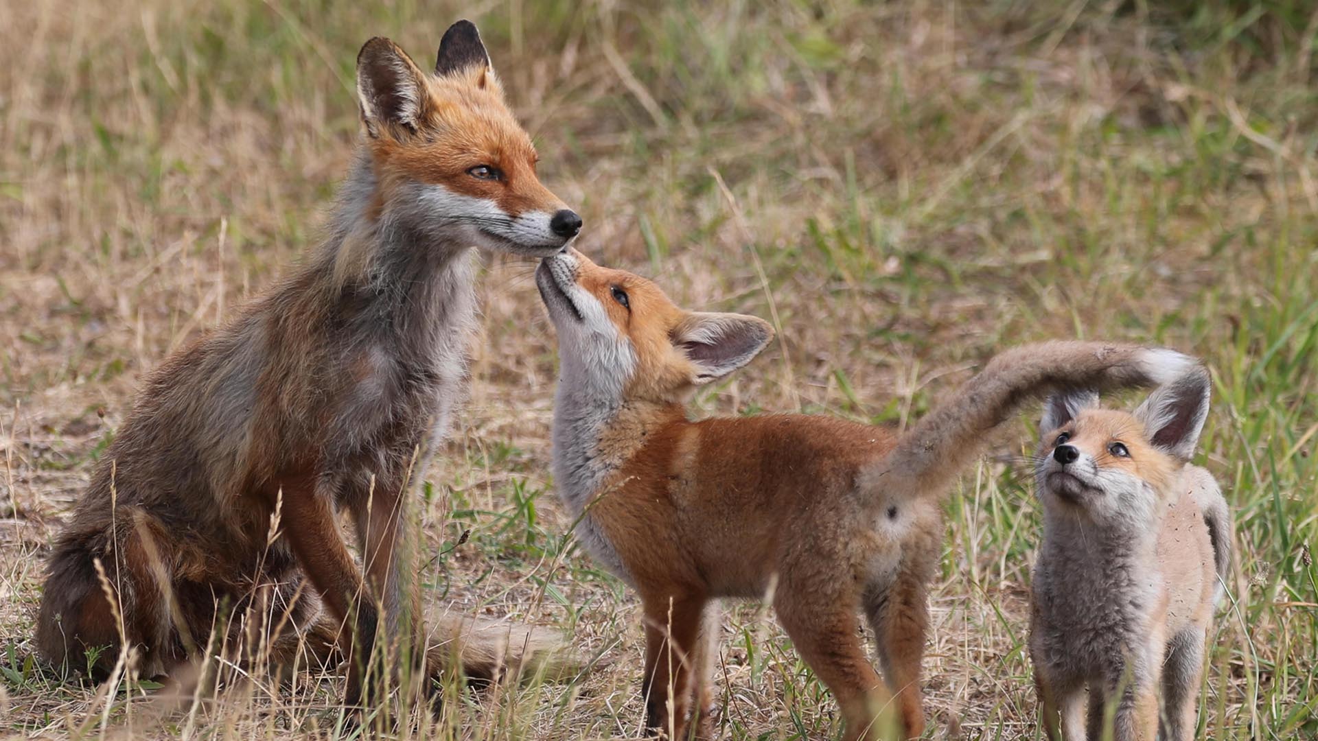A family of red foxes playing in the grass.
