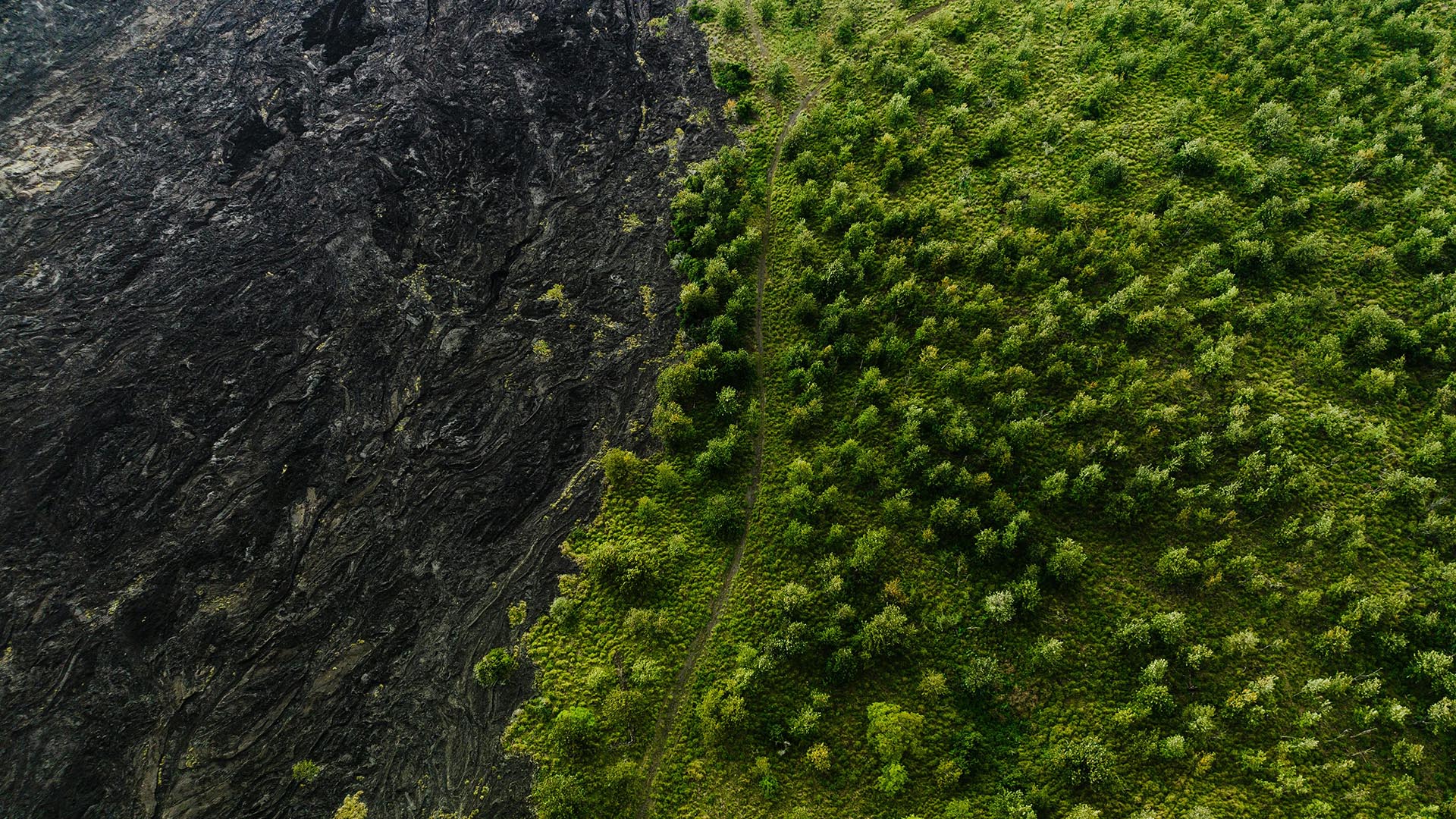 A forest blending into volcanic soil in Hawaii.