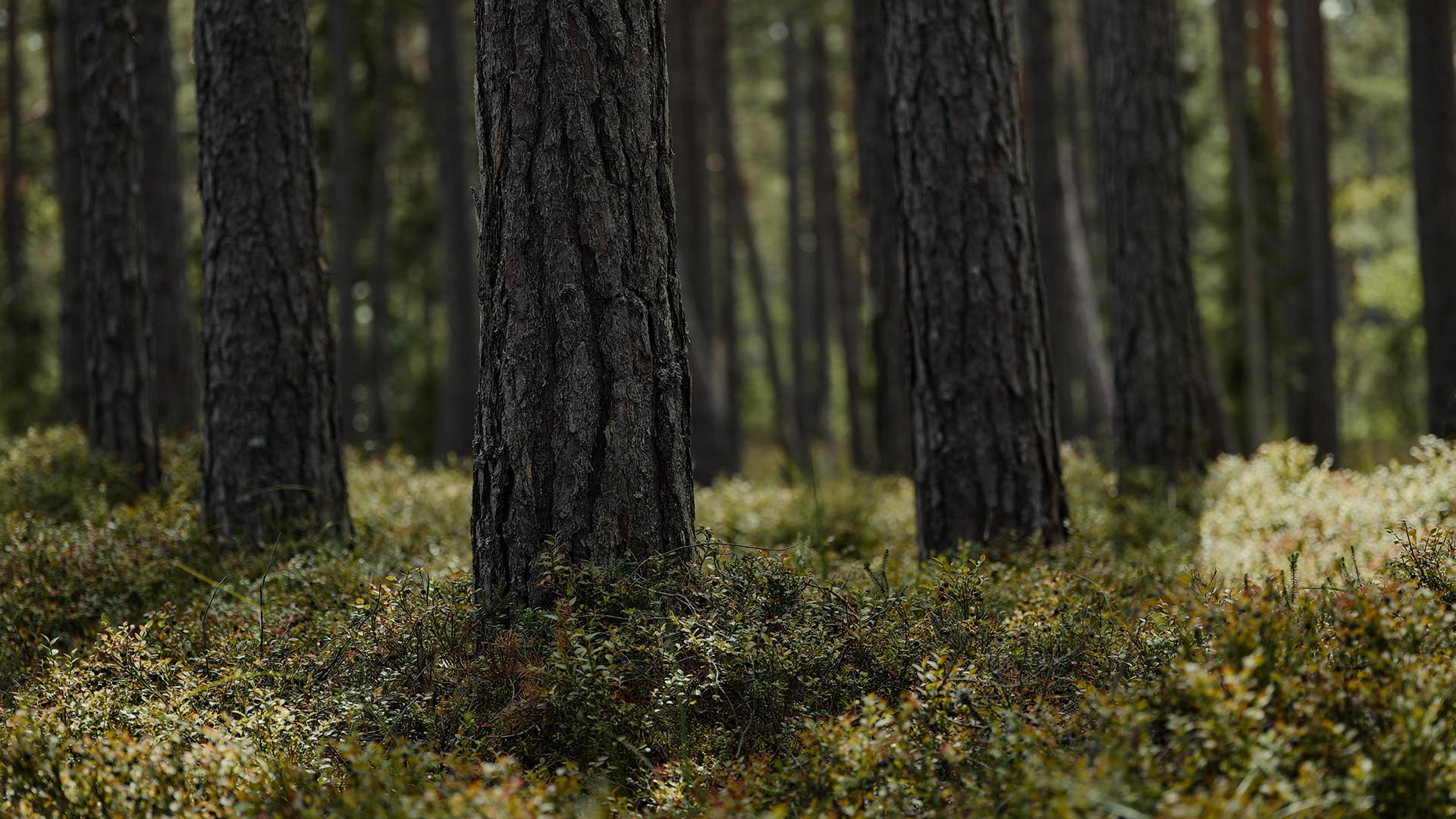 A photo of sunlit trees in a dry pine forest.