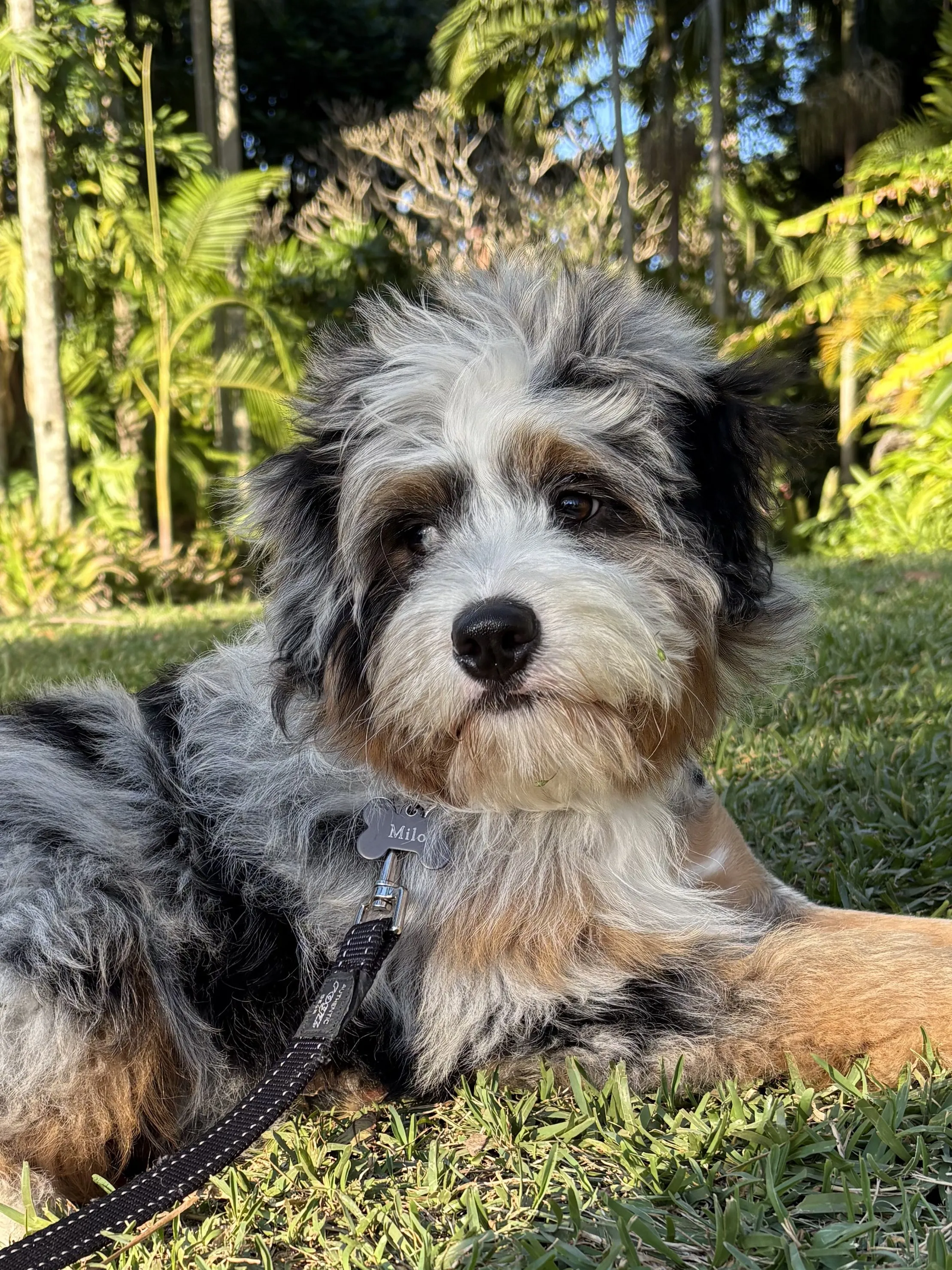 Aussie Doodle Dog Breed From Manny Park Puppies