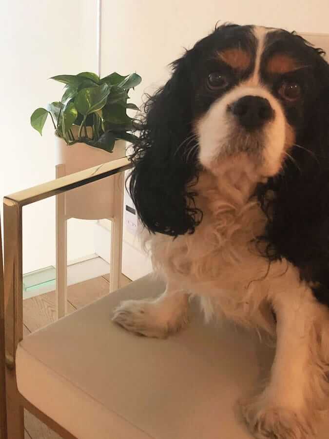 Davey and the boardroom Pothos