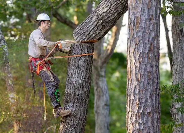 Professional tree care services in Atlanta by Eastlake Tree Service