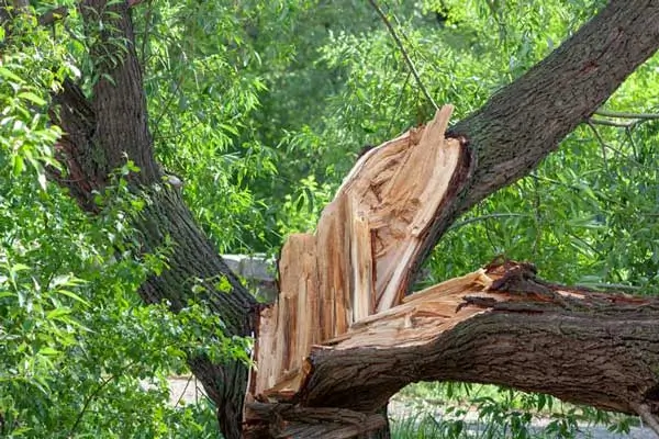 Professional tree care services in Atlanta by Eastlake Tree Service