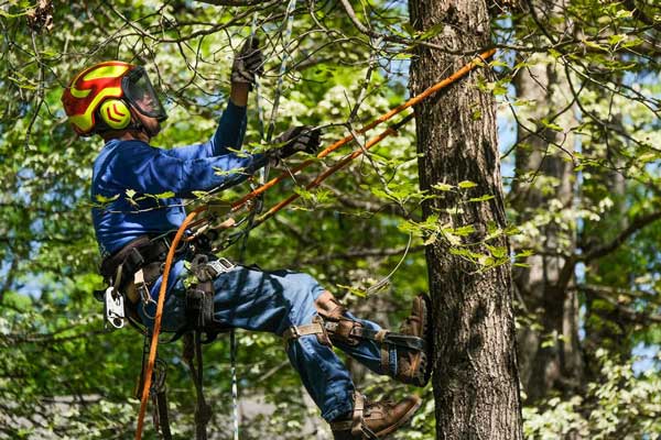 Professional tree care services in Atlanta by Eastlake Tree Service