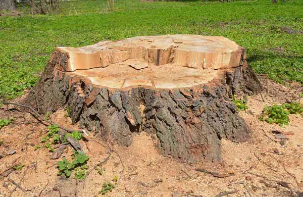 Professional tree care services in Atlanta by Eastlake Tree Service