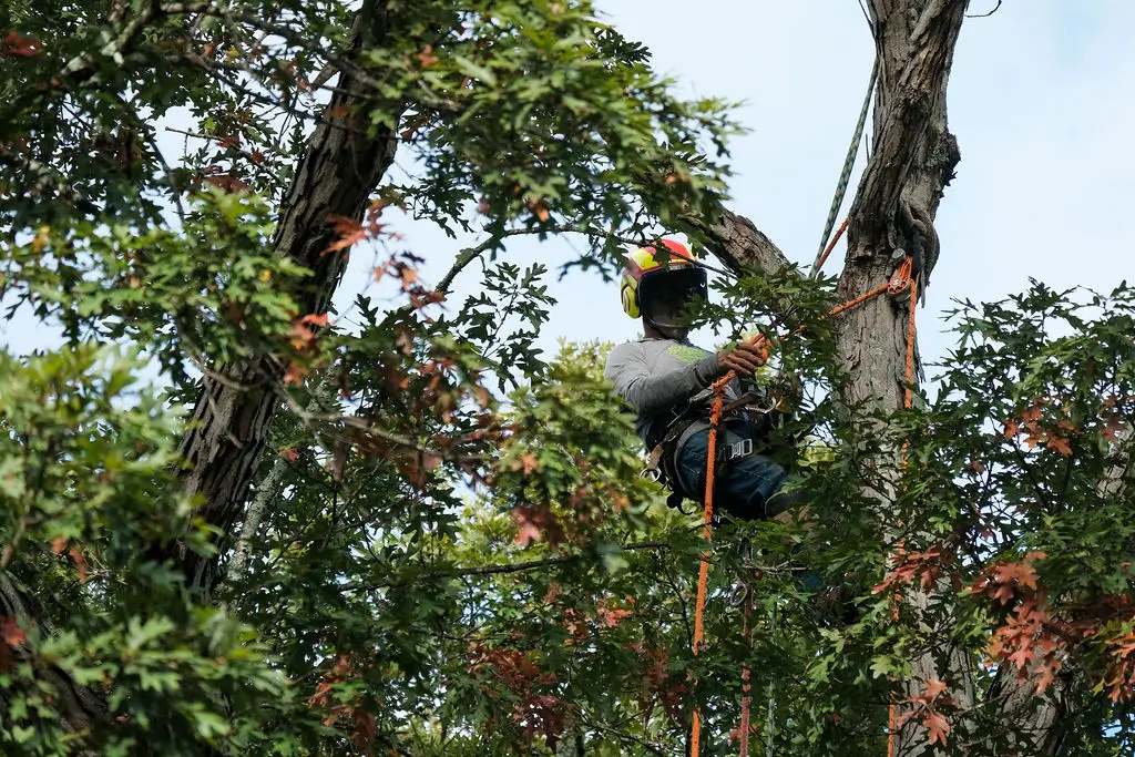 How Much Does it Cost to Remove a Tree in Atlanta?