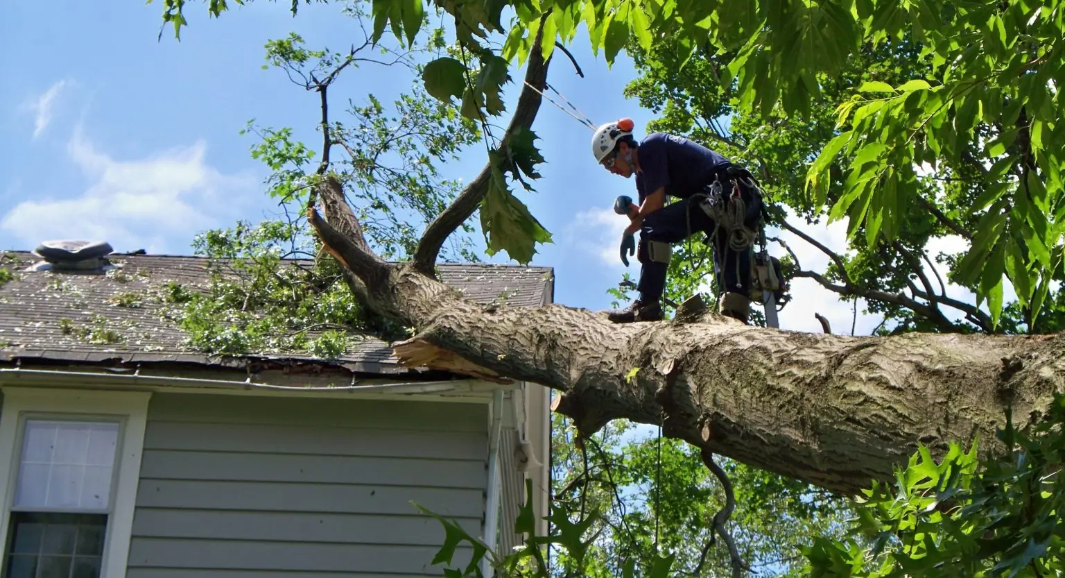 Detecting the Danger: Uncovering Hazardous Trees on Your Atlanta Property