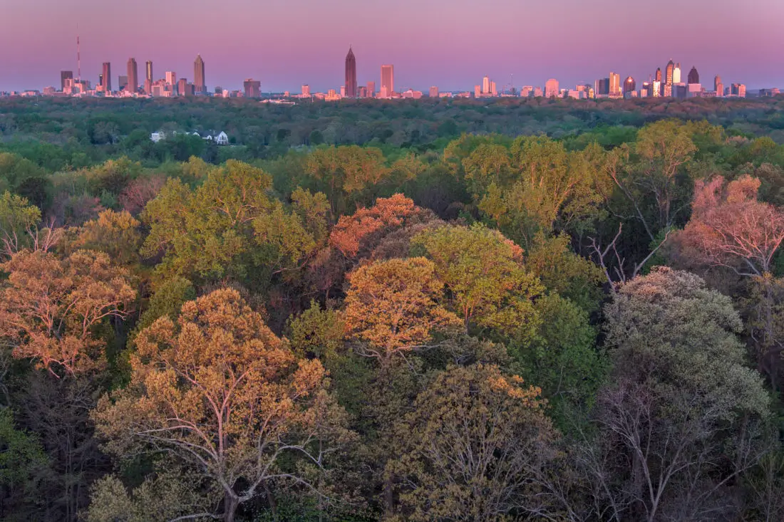 professional tree services in Atlanta, GA