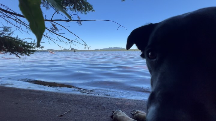 Add 60 seconds of calm to your day: relax by the lake with Elsie. 

#lakeclearlodge #adirondacks #adkmountains #lake #vacation #dog #relaxing