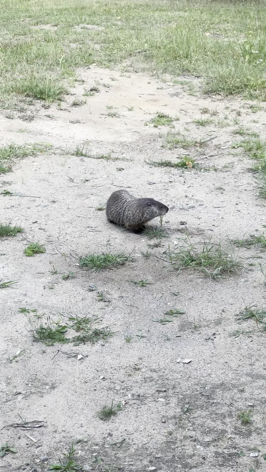 Perhaps we should start noting wildlife viewing as part of the dining experience!