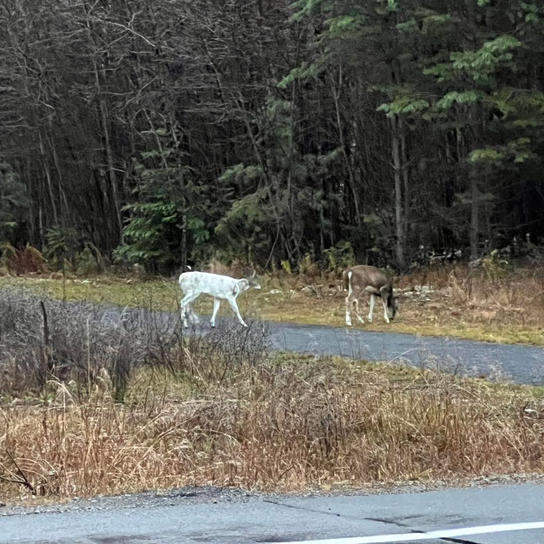 We spotted this rare white (piebald) deer hanging out nearby!