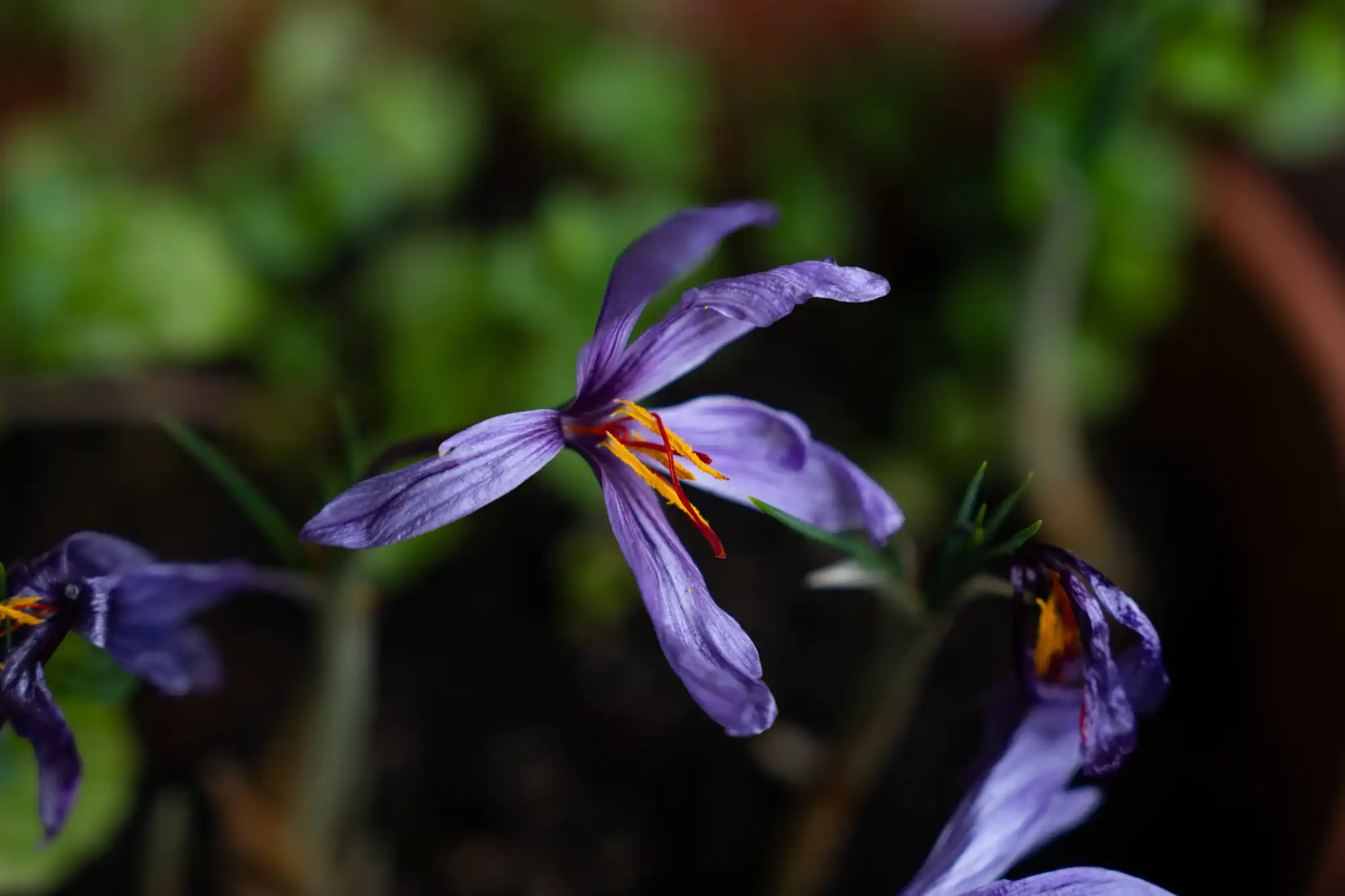 A Crocus Sativus flower with saffron threads growing at the Lake Clear Lodge.