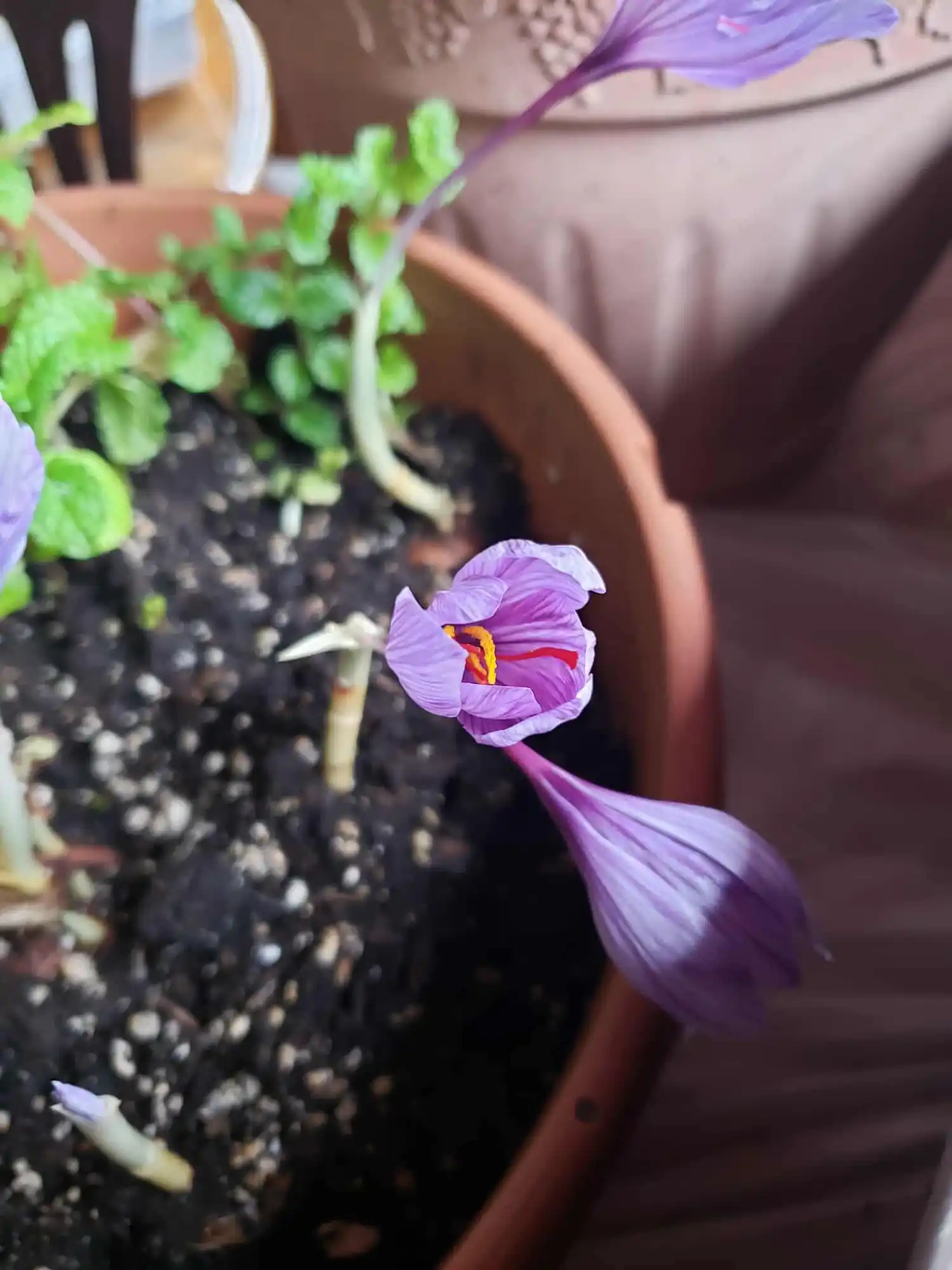 Crocus sativus flower buds at the Lake Clear Lodge.