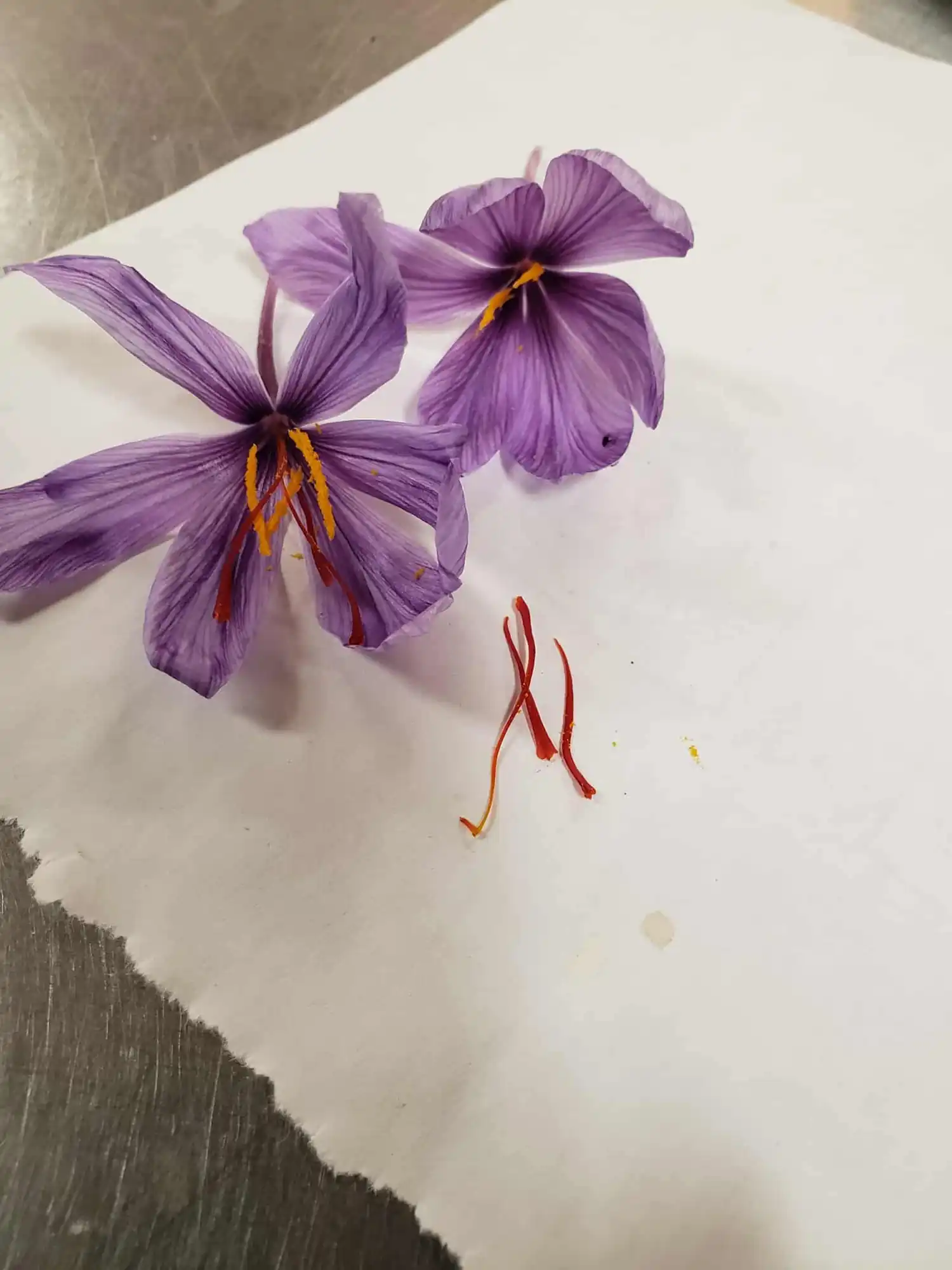 Harvesting the red saffron stigmas from a crocus sativus flower.