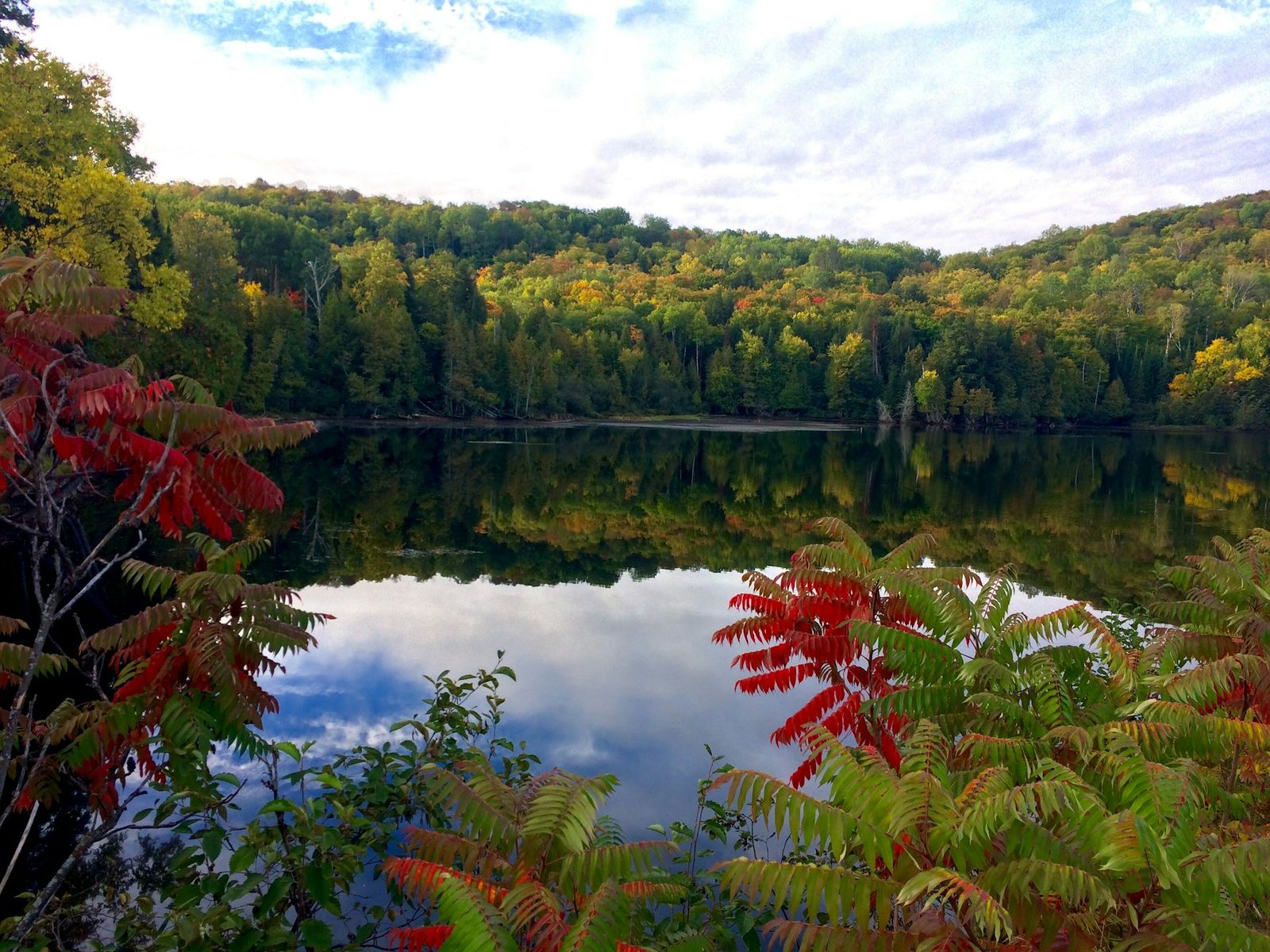 A forest lake reflecting the trees, with red autumn leaves in the foreground