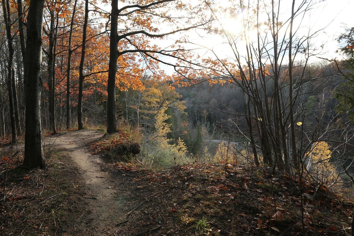 A forest trail in Ontario