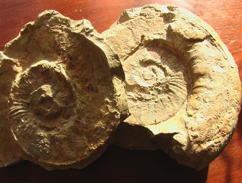 2 versteinerte Schnecken die Therapie nach Dr. A. Tomatis symbolisieren