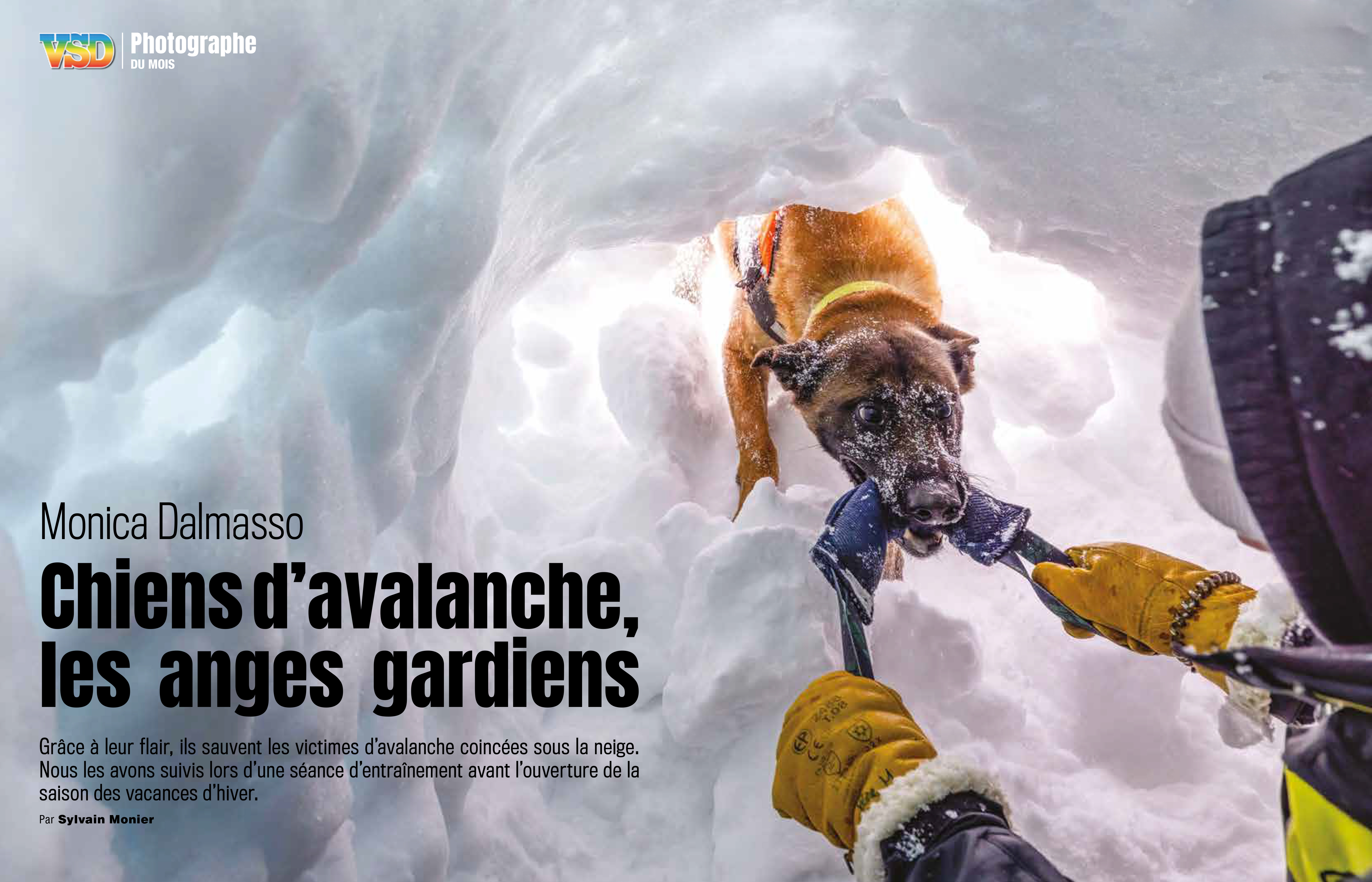VSD-Chiens d'avalanche-