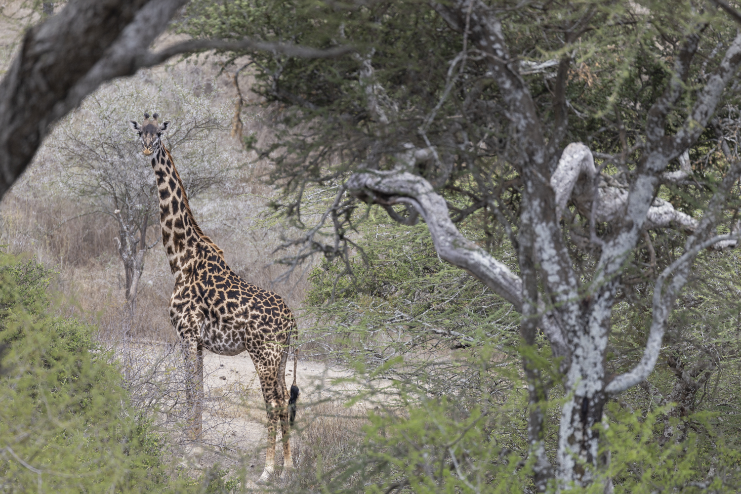 Tanzania, Serengeti, lake Ndutu, giraf