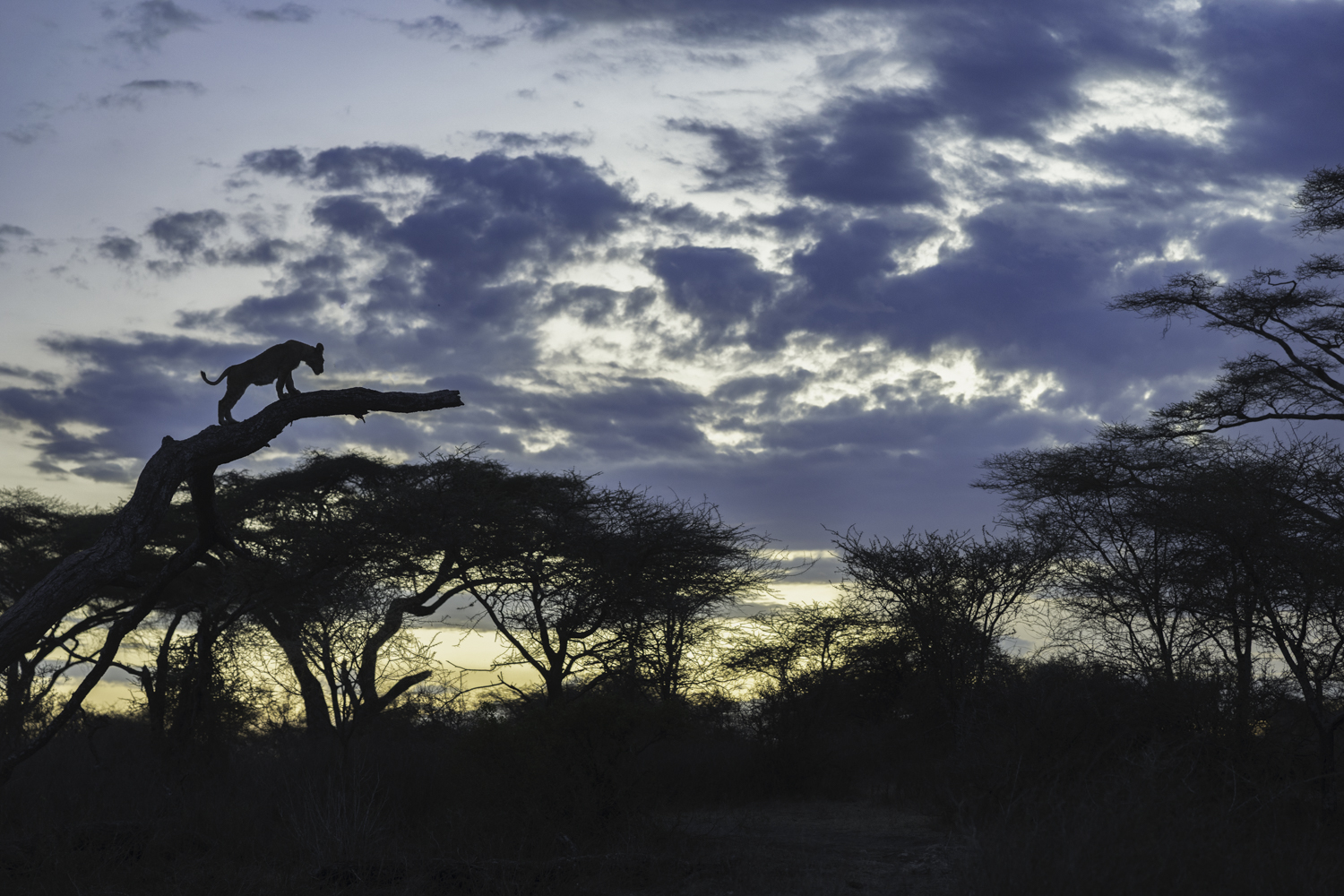 Tanzania, Serengeti, lake Ndutu, lion
