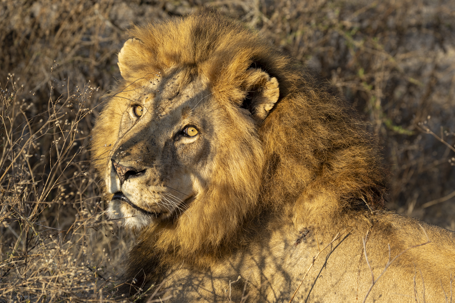 Tanzania, Serengeti, lake Ndutu, lion