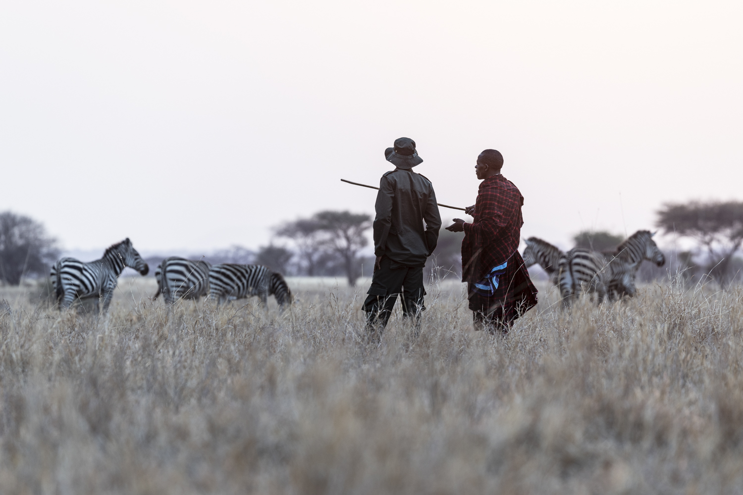 Tanzania, Randilen WMA,ranger and Massai walking together,  conservation