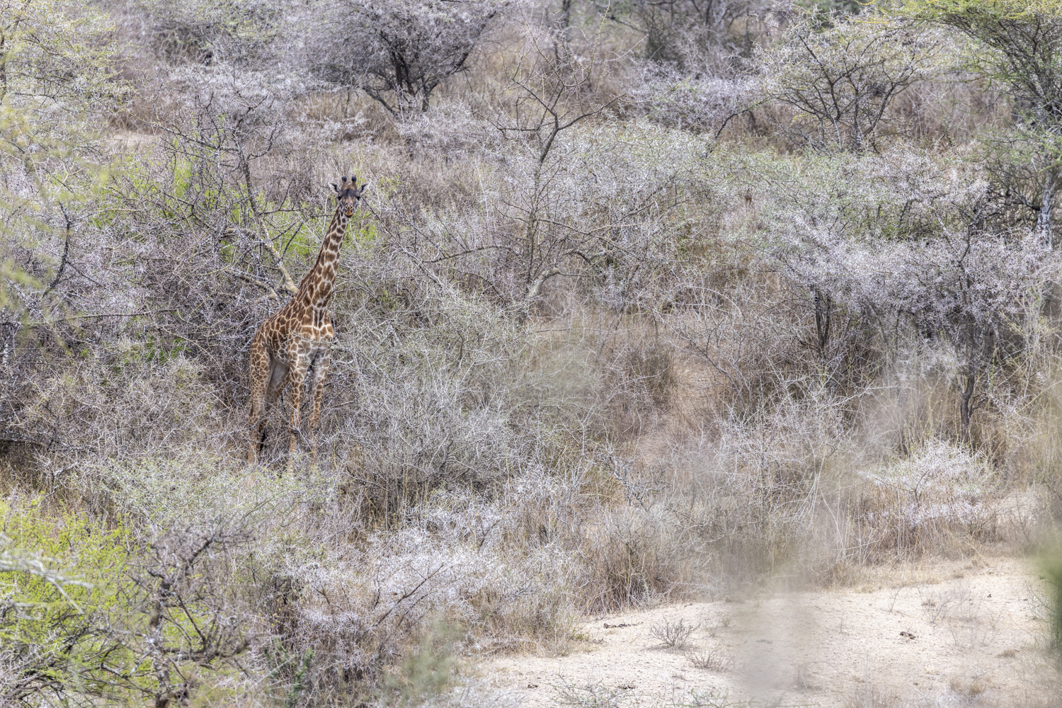 Tanzania, Serengeti, lake Ndutu, giraf