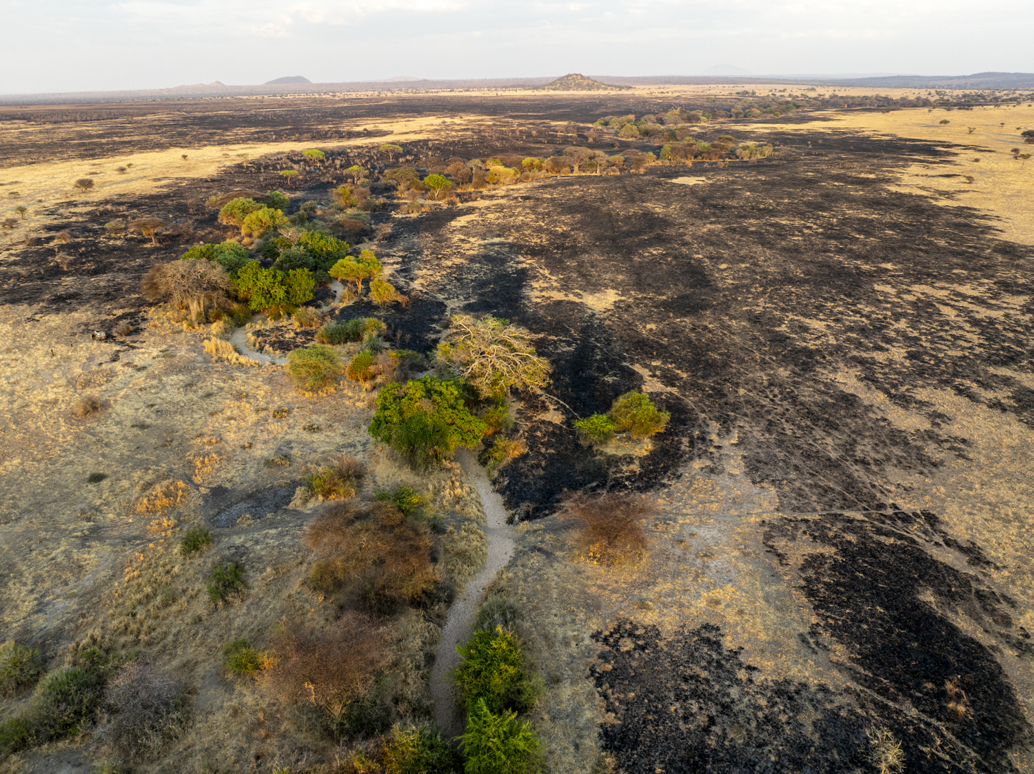 Tanzania, Randilen WMA, aerial view of the recent fir