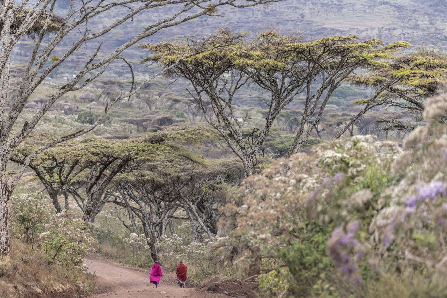 Massai peuple walking through a fantastic old forest,North Tanzania