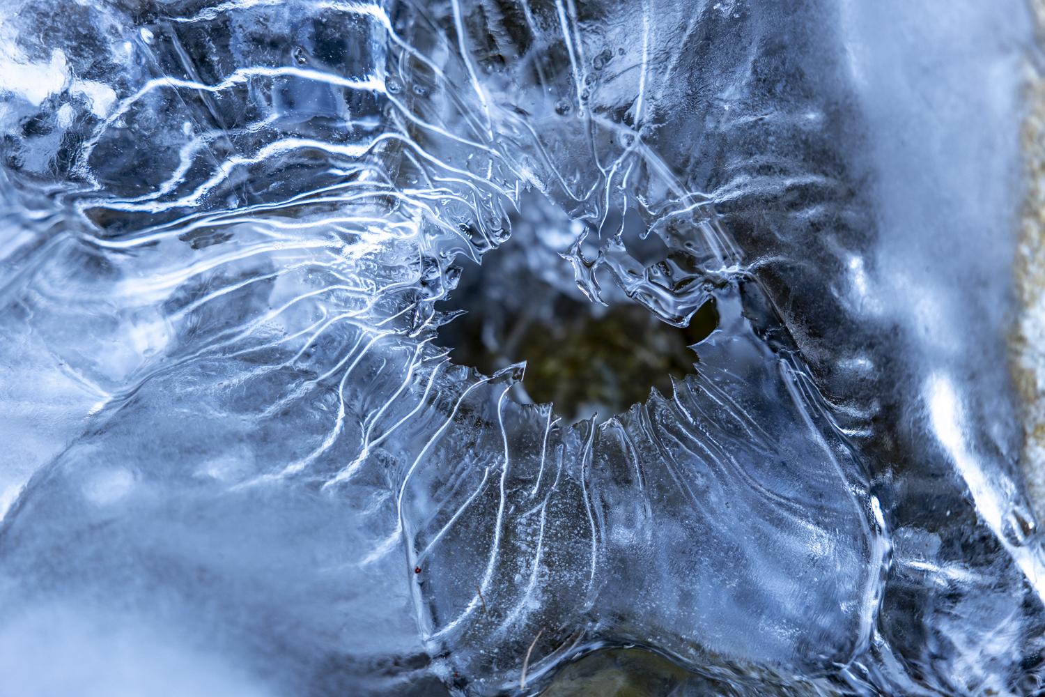 Fleur emprisonnée dans la glace, détails de cristallisation et lignes radiales EN : Flower frozen in ice, crystallization details with radial lines