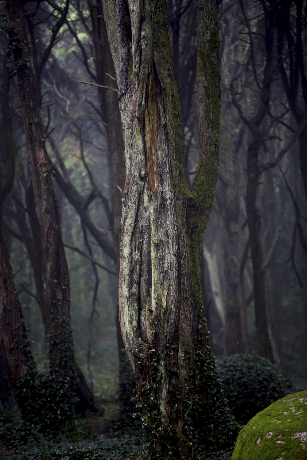 Dense forest in Sintra, Portugal, layered trees and soft light, atmospheric nature photography