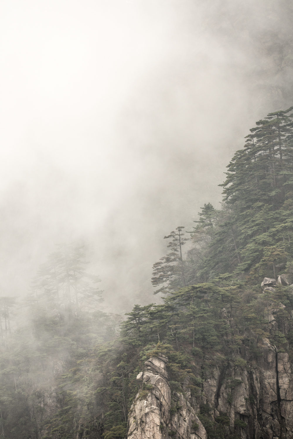 Misty mountain forest in Huangshan, China, cliffs and pine trees emerging through fog, landscape photography