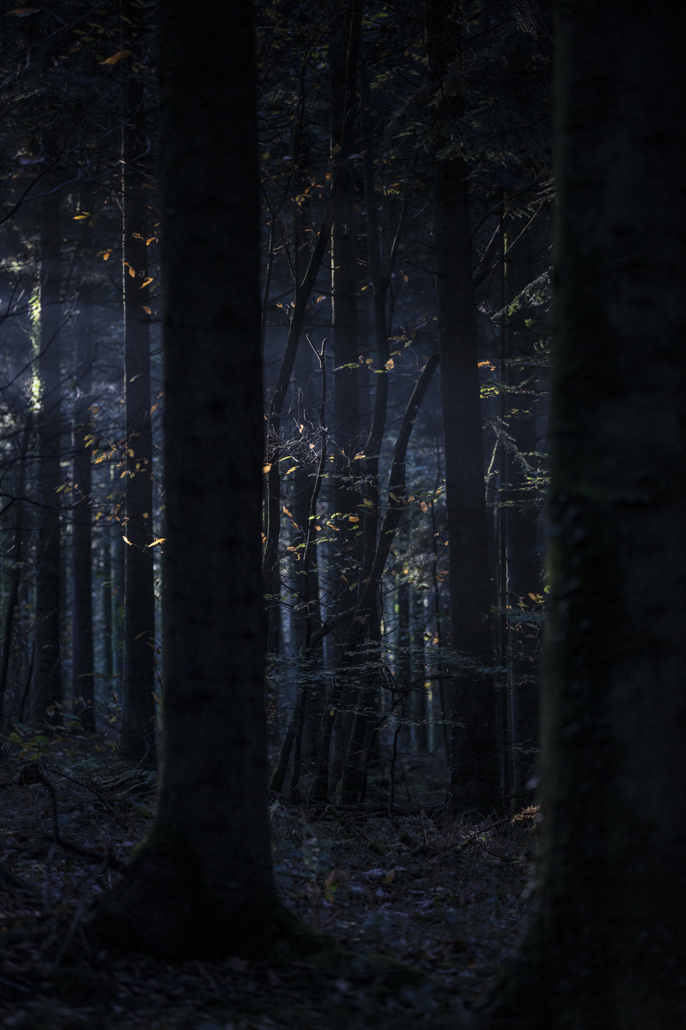 Forêt de Brocéliande, en France : de grands arbres et une lumière tamisée, une atmosphère forestière envoûtante