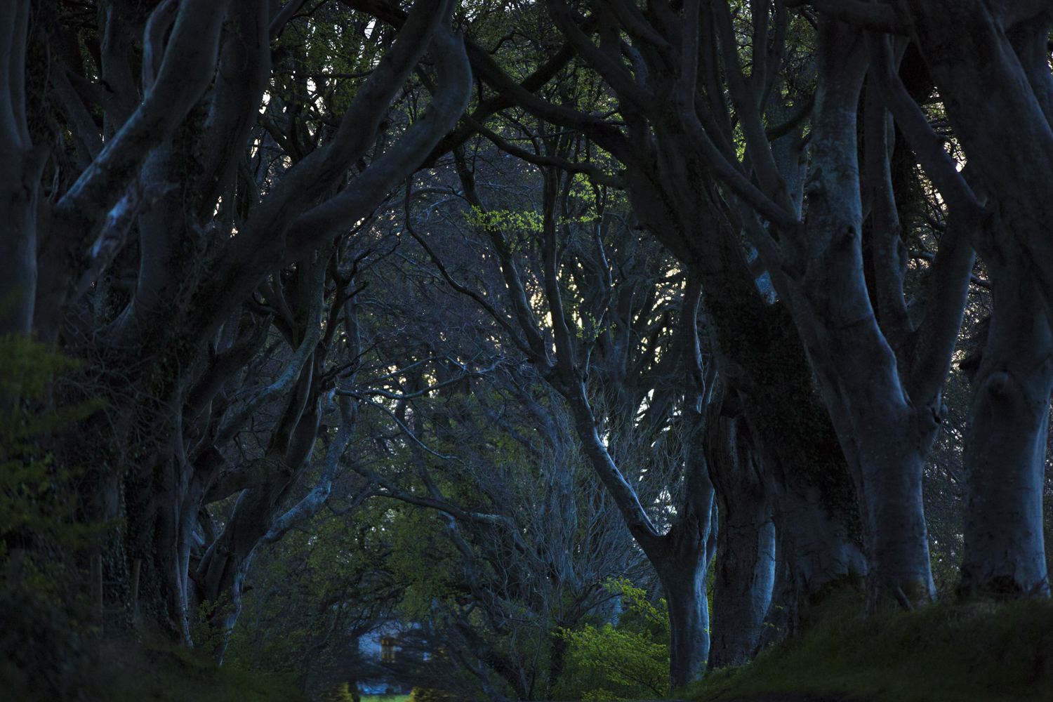 Tree tunnel at Dark Hedges, Ireland, twisted branches and deep shadows, atmospheric forest photography