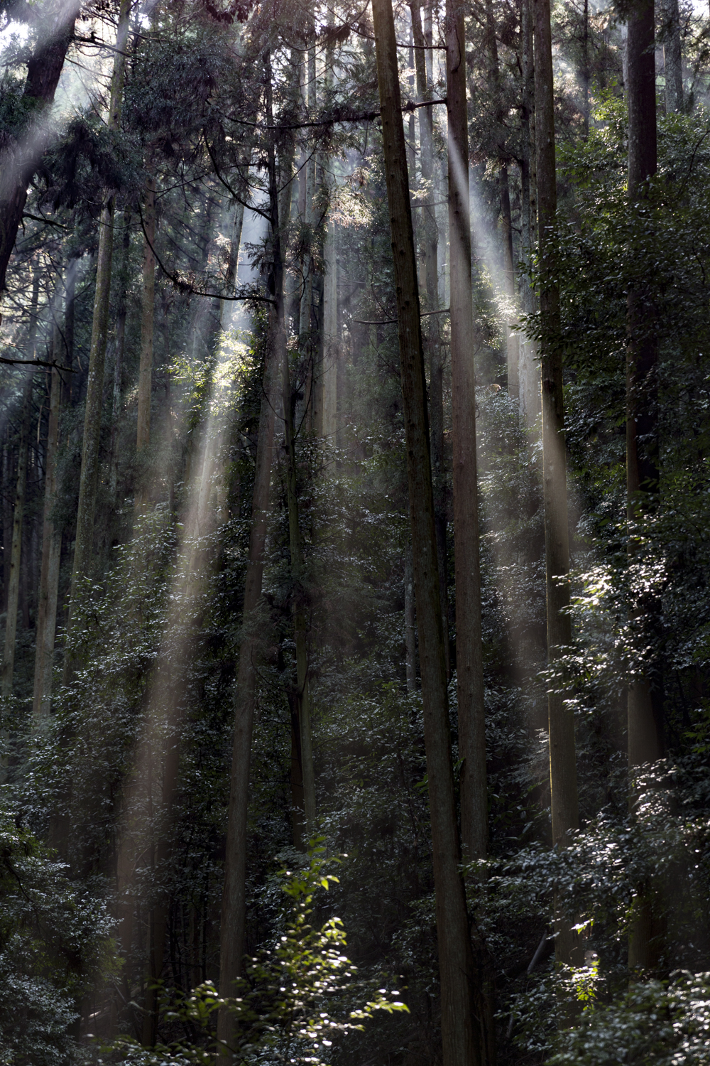 Misty forest in Diapo-ji, Japan, dense trees and atmospheric light, fine art forest photography