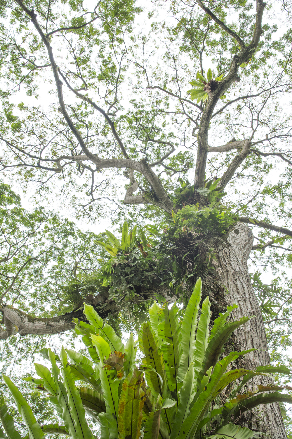 Papouasie-Nouvelle-Guinée, arbre recouvert de végétation, ambiance verdoyante