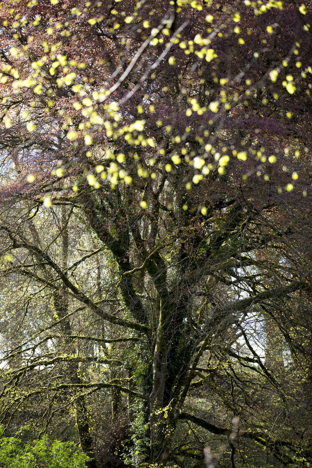 Une forêt irlandaise, de grands arbres et une lumière tamisée, une atmosphère forestière envoûtante