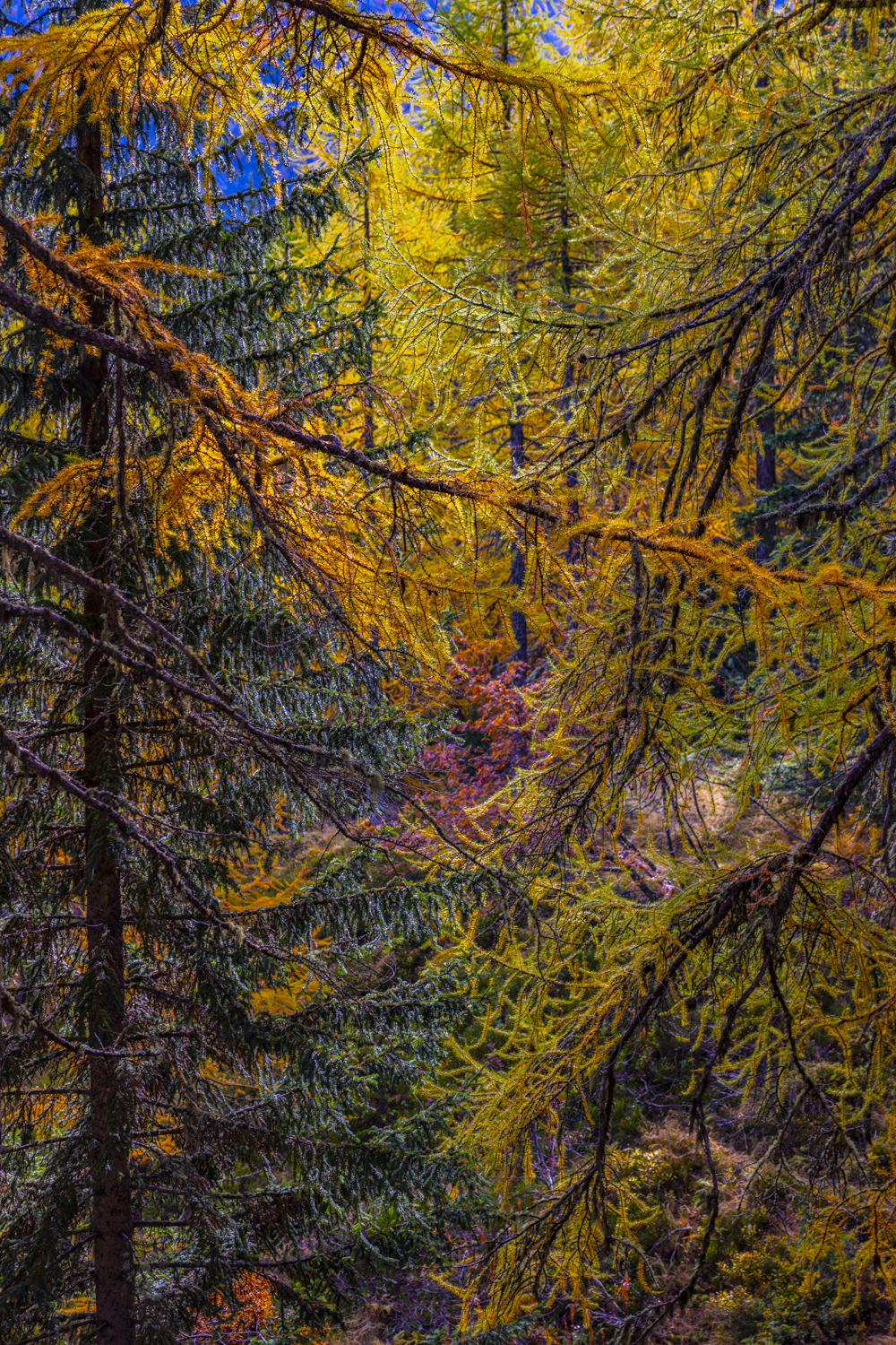 Larch trees in Valle Aosta, Italy in fall. Organic textures  in yellow tones.
